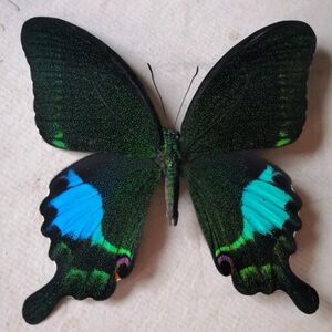 国内蝴蝶标本 巴黎翠凤蝶 原蝶 未展翅 品相a1/a