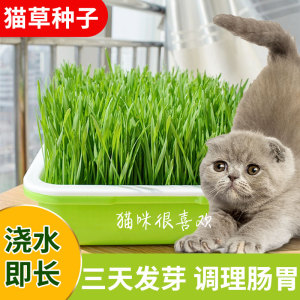 猫草种子小麦草种籽孑猫薄荷草盆栽水培芽苗菜大麦草草种草籽麦苗