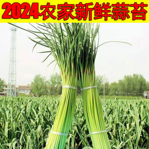 2024年新鲜蒜苔现摘5斤邳州本地农家自种蒜薹嫩应季蔬菜蒜苗3蒜台