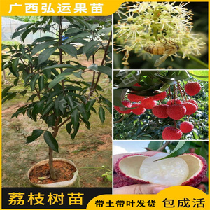 嫁接荔枝苗冰荔果苗桂味粤州红仙进奉糯米糍无核荔枝树苗地栽盆栽