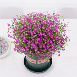 满天星盆栽带花重瓣