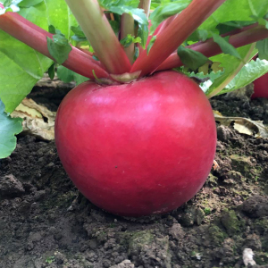 京研京红4号大红萝卜原包5克1袋3元(18元包邮)