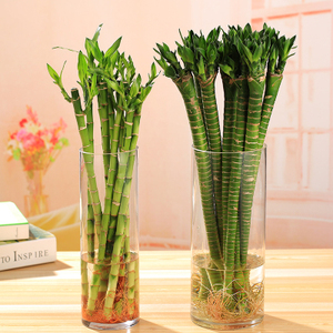 富贵竹罗汉竹龙竹佛肚竹水培竹植物转运竹弯竹室内绿植好运直竹