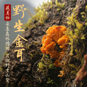 藏美裕 西藏林芝波密野生金耳黄金耳 西藏特产 源头收购 125g新货