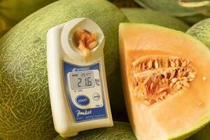 海南哈密瓜晓蜜25号 甜度高达18-25度 一个装净重2斤-3·5斤