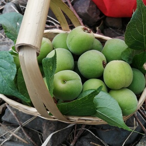 顺丰空运云南大理洱源高山野生小青梅酸梅泡酒做酵素5斤中大果