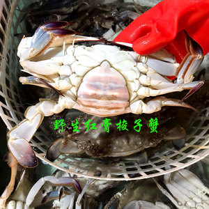 舟山宁波石浦野生鲜活梭子蟹母蟹包蟹红膏蟹有红膏2斤装3-4个