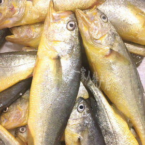 宁波石浦东海新鲜深海黄鱼黄花鱼 黄鱼2斤装6-8条
