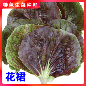 生菜种子菊苣花裙紫红烤肉包饭四季特色韩国进口蔬菜籽寿光莱孑