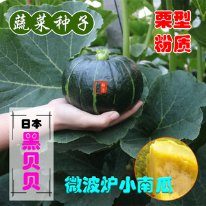 小南瓜种籽黑贝贝迷你强粉质板栗型超甜日本进口特色蔬菜瓜果种子