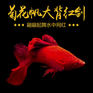 高帆纯种大背红剑鱼水中网红红箭剑尾高鳍小型热带观赏胎生鱼活体