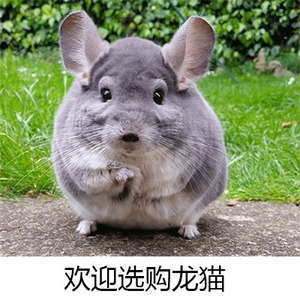 龙猫活体活物幼崽银斑紫灰标灰米色龙猫宝宝同学朋友小孩宠物礼物