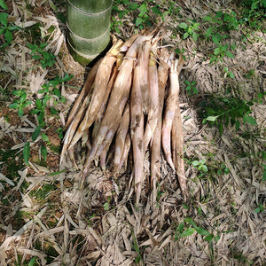 新鲜野生鞭笋蔬菜3斤现挖夏季小竹笋边笋毛笋春笋夏笋甜笋浙江夏