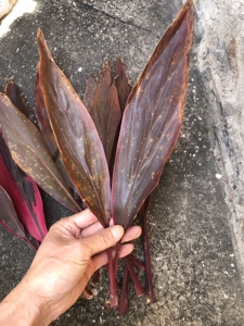 中草药材正品红铁树叶 朱蕉叶 铁树叶 朱竹叶铁连草