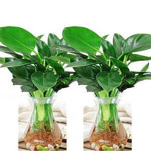 绿公主盆栽水培植物金钻办公室客厅室内桌面四季常青好养绿植花卉