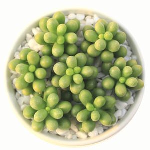 多肉植物绿龟之卵