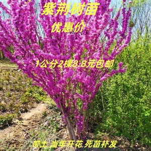 紫荆花树苗紫荆苗满条红庭院开花植物花卉绿化工程苗观赏紫荆树苗