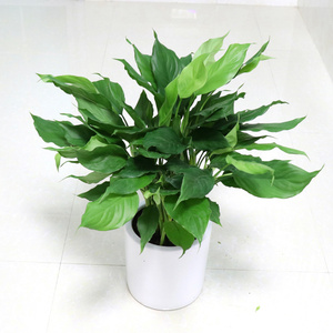 万年青广东万年青植物 盆栽绿植植物花卉 净化空气吸甲醛特价包邮