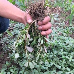 野生马齿苋鲜-淘宝拼多多热销野生马齿苋鲜货源拿货 - 阿里巴巴货源