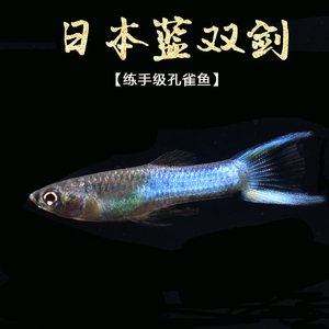 日本蓝双剑 白金小型孔雀鱼淡水观赏鱼凤尾鱼包损小型鱼活体纯种