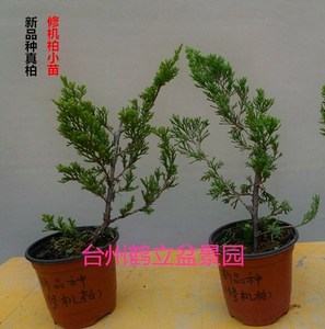 新品种 真柏小苗 修机柏error