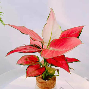 腾飞园艺 水培植物吉利红如意皇后万年青室内绿植盆栽耐阴吸甲醛