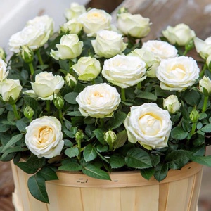 无限永远 白色微月四季开花月季阳台盆栽绿植花卉