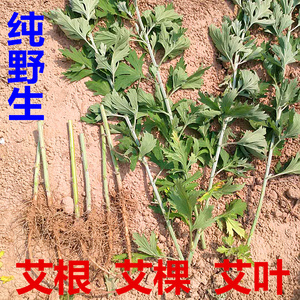 野生艾草苗艾根艾叶新鲜干艾棵薰陈艾艾草香泡脚驱寒助睡眠泡澡