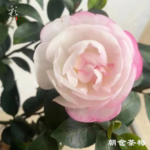 茶花盆栽名贵稀有茶花朝仓英八树苗老桩盆景四季花卉庭院植物易养