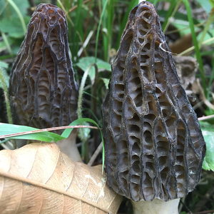 野生羊肚菌新鲜250g四川特产现摘现发羊肚蘑羊肚菜羊雀菌干货50g