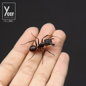 yccr 巨人恐蚁 蚂蚁a1标本 艺术设计 生物教学个性礼品昆虫收藏