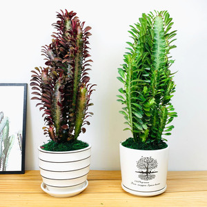 三棱柱植物
