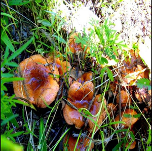 东北野生油蘑菇吉林通榆杨树蘑黄蘑肉蘑干蘑菇