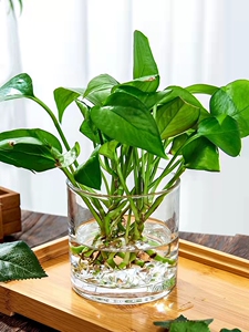水培器皿创意玻璃花盆水养植物瓶透明花器绿萝白掌花瓶正方形容器