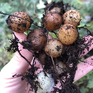 新鲜精选野生石黄皮肾蕨蜈蚣草落地珍珠凤凰蛋500克 10斤包邮