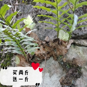 骨碎补 新鲜爬岩姜 毛姜 巴岩姜500克包邮两斤送一