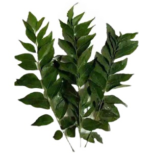 咖喱叶新鲜500克