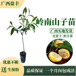 00岭南野生现摘新鲜木竹子酸桐子竹节子黄牙果山枇杷竹桔 橘2斤淘宝