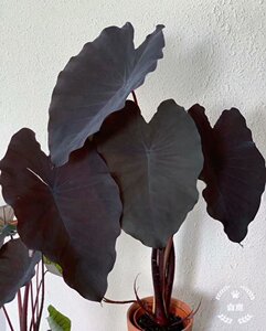 庭院水陆观赏黑叶芋 黑魔法cololasia esculenta大苗