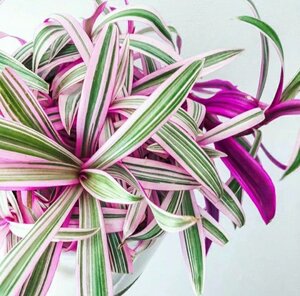 彩虹蚌兰 花叶蚌兰锦rhoeo spathaceo variegata单株大苗