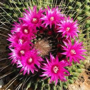 尚野园艺实生无刺白珠丸一物一拍会开花仙人球仙人掌办公室防辐射