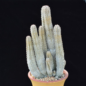 尚野园艺 亚狄麒麟 亚迪麒麟 一物一拍 大戟科 多肉盆栽景观植物