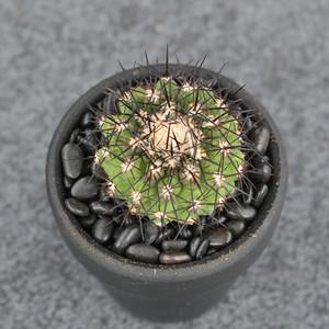 尚野园艺 松凤玉 一物一拍 龙爪球属 稀有开花仙人球仙人掌防辐射