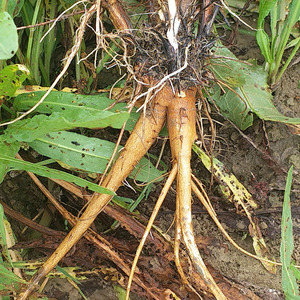 皱叶酸模洋铁叶子四季菜根牛耳大黄根火风棠羊蹄根羊蹄牛舌片