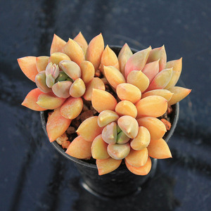 多肉植物红象牙黄金象牙一物一拍花卉小盆栽组合拼盘庭院阳台窗台