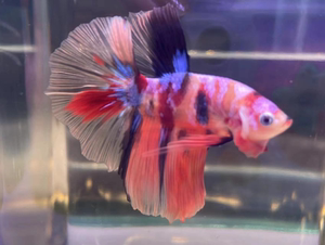 泰国糖果半月视频选鱼精品展示级赛级糖果斗鱼进口观赏热带鱼活体