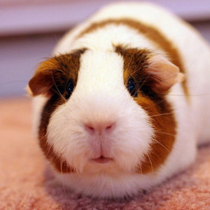 荷兰猪活物带笼豚鼠公仔活体天竺鼠彩豚家养鼠兔繁殖小宠物幼崽