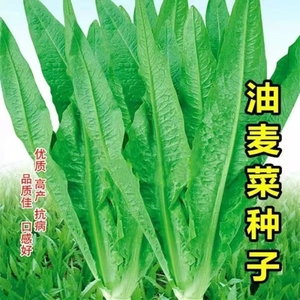 脆甜油麦菜种子王播耐热寒鲜嫩清香庭院盆栽四季春季秋冬夏蔬菜籽