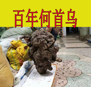 千年何首乌 何首乌中药材 野生何首乌新鲜百年何首乌 赤首乌根粉