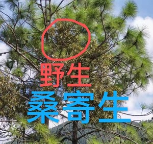 桑寄生中药材野生松树寄生茶黄皮树寄生茶龙眼树寄杨桃树杉树枫树